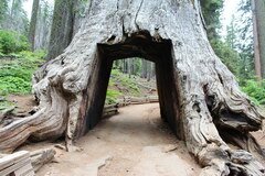 Yosemite Park, Riesenmammutbaum wurde abgeholzt